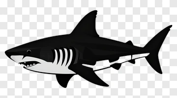 Black And White Shark PNG