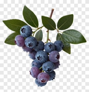 Blueberry Cluster With Leaves PNG
