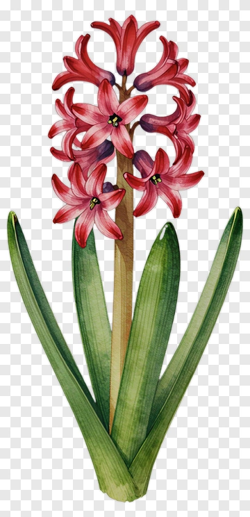 Red Hyacinth Flower Botanical Illustration PNG