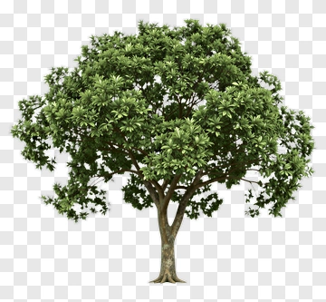 Tree With Full Canopy PNG