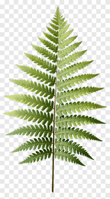 Fern Leaf PNG