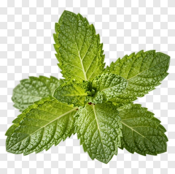 Fresh Mint Leaf PNG