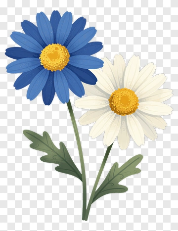 Blue And White Daisy Flowers PNG