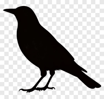 Black Bird Silhouette PNG