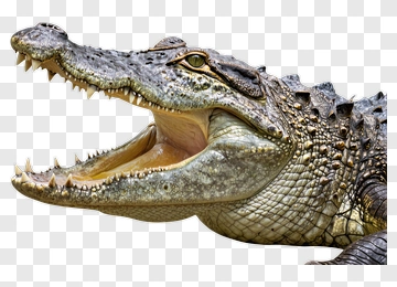 Alligator With Open Mouth PNG