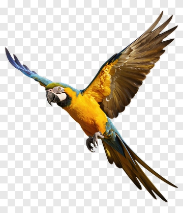 Blue And Yellow Macaw In Flight PNG