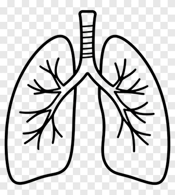Human Lungs Diagram PNG