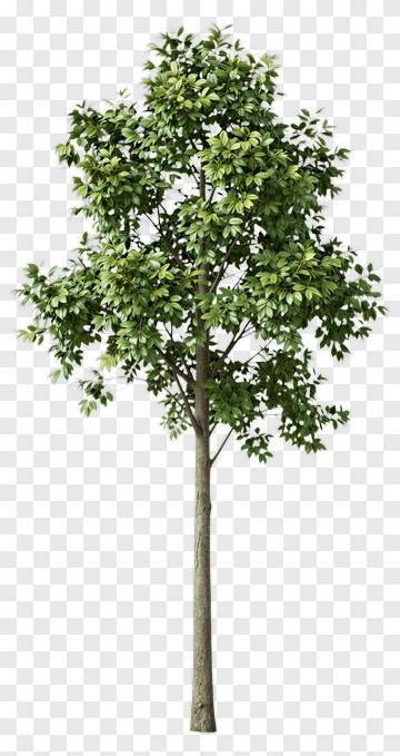 Tree With Full Canopy PNG