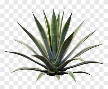 Agave Plant PNG