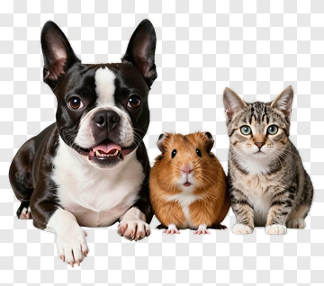 Boston Terrier Cat And Hamster Together PNG