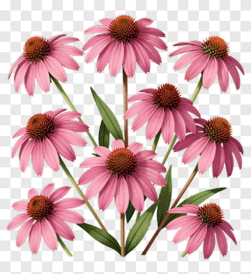 Cone Flower With Pink Petals And Green Leaves PNG