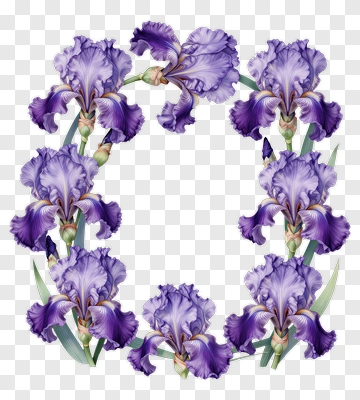 Purple Iris Flowers Arranged In A Circle PNG