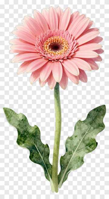 Pink Gerbera Daisy With Green Leaves PNG