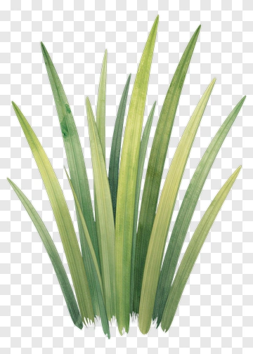 Watercolor Grass Plant PNG