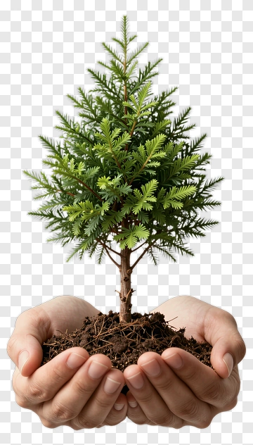 Hands Holding Young Tree PNG