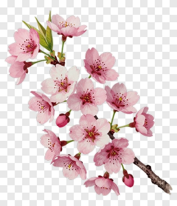 Cherry Blossom Branch With Buds And Leaves PNG