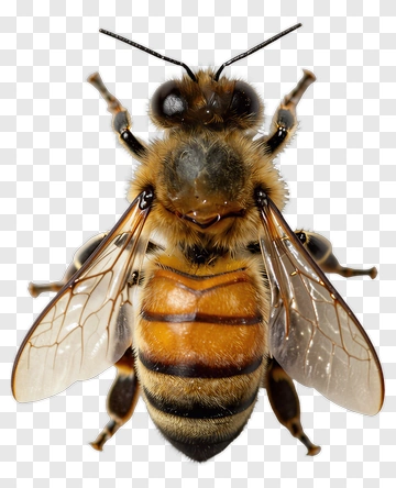 Close-up Of A Bee PNG