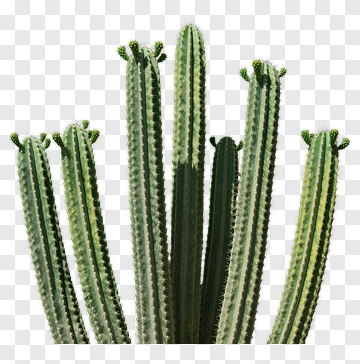 Tall Green Cactus PNG