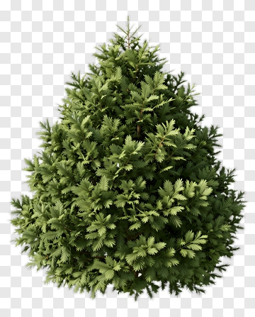 Christmas Tree PNG