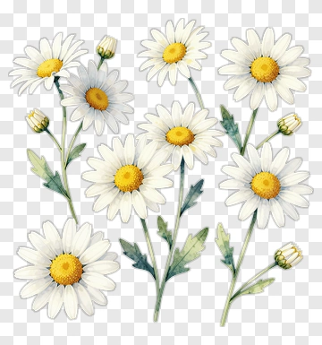 White Daisy Flowers With Yellow Centers PNG