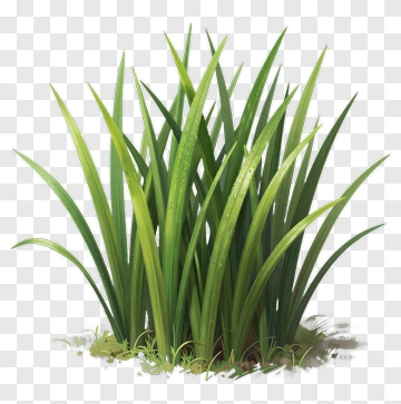 Green Grass With Water Droplets PNG