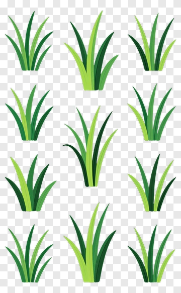 Green Grass Plant Illustration PNG