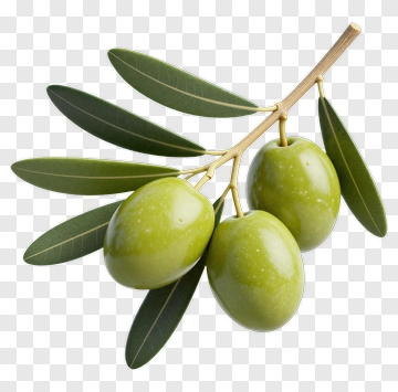 Olive Branch With Green Fruits PNG