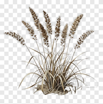 Detailed Grass With Feathery Plumes PNG