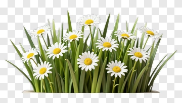 Daisies In Green Grass PNG