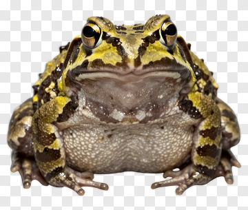 Close-up Of A Toad PNG