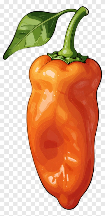 Hand-drawn Orange Pepper PNG