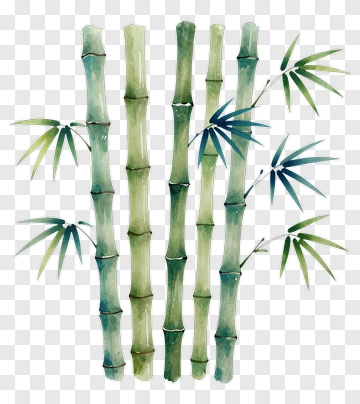 Bamboo Watercolor Illustration PNG