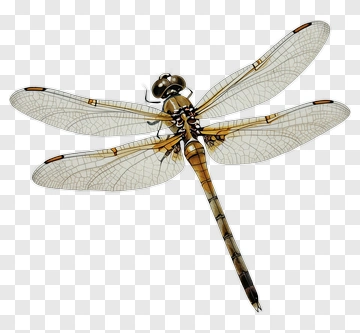 Dragonfly PNG