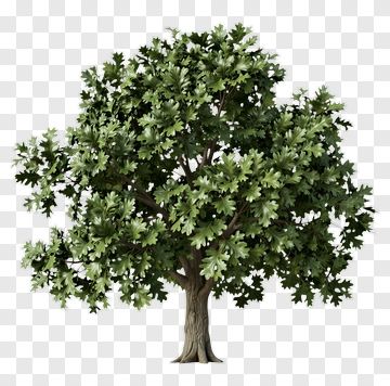 Oak Tree PNG