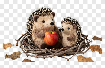 Two Hedgehogs Sharing An Apple PNG