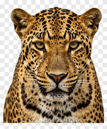 Leopard PNG