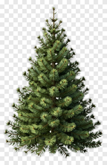 Pine Tree PNG