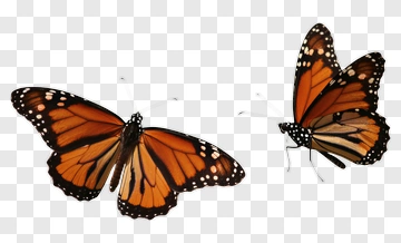 Two Butterflies In Flight PNG