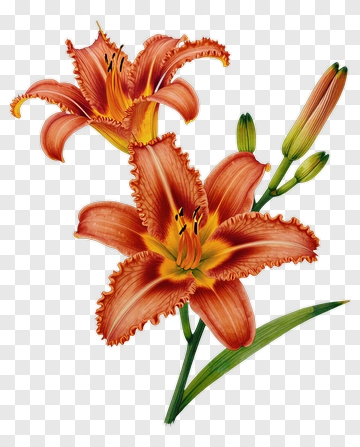 Orange Lily Blossom With Green Leaves PNG