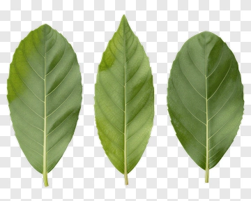 Three Green Leaves PNG