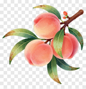 Fresh Peach On Branch PNG