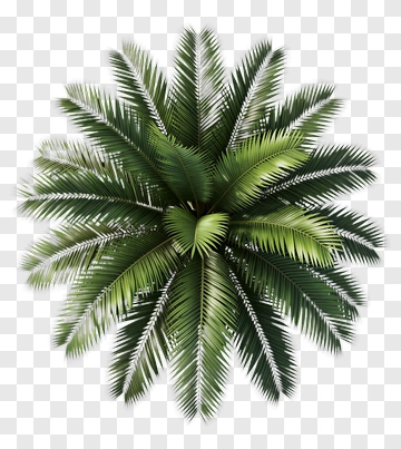 Top View Of A Palm Tree PNG