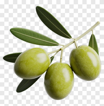 Olive Branch With Green Olives PNG