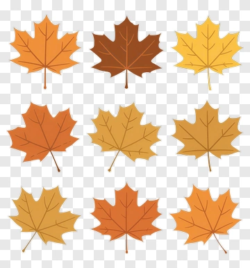 Maple Leaves In Autumn Colors PNG