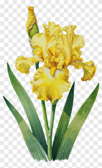 Yellow Iris Watercolor Botanical Illustration PNG