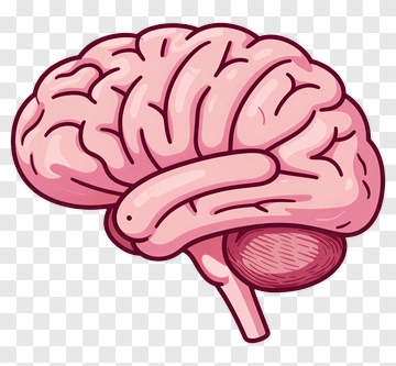 Pink Cartoon Brain PNG