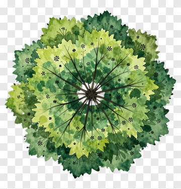 Watercolor Tree Top View PNG