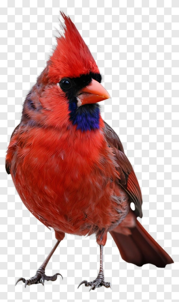 Male Cardinal Bird PNG