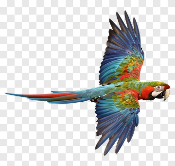 Macaw In Flight PNG