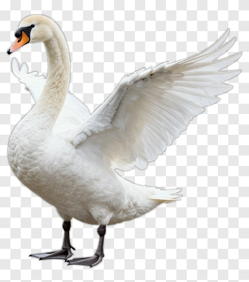 White Swan With Spread Wings PNG